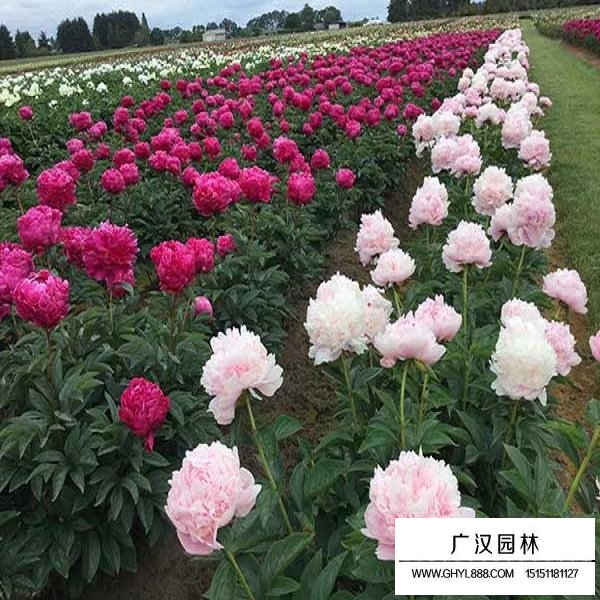 芍藥種子(圖3)