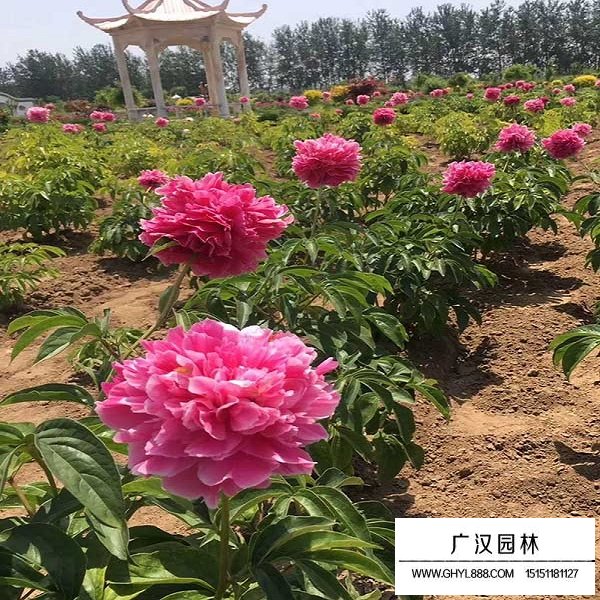 芍藥種子(圖4)