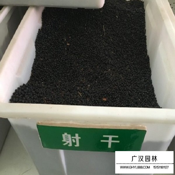 射干種子(圖1)
