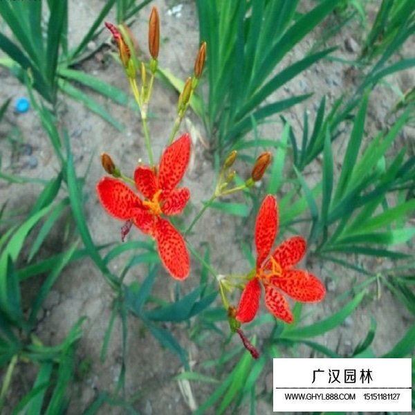 射干種子(圖3)