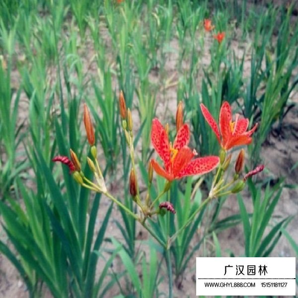 射干種子(圖4)