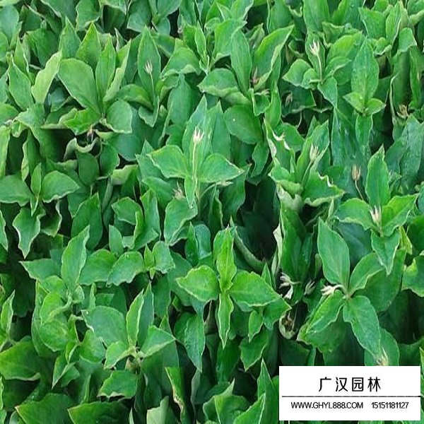太子參種子(圖3)