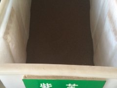 紫蘇種子
