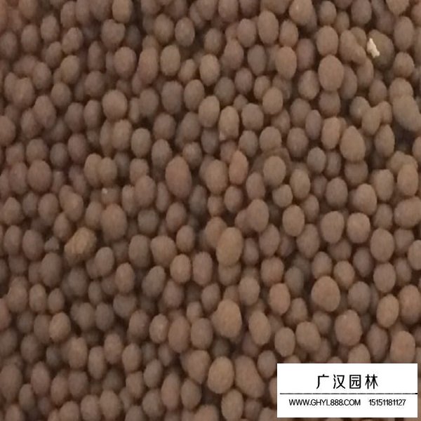 紫蘇種子(圖2)