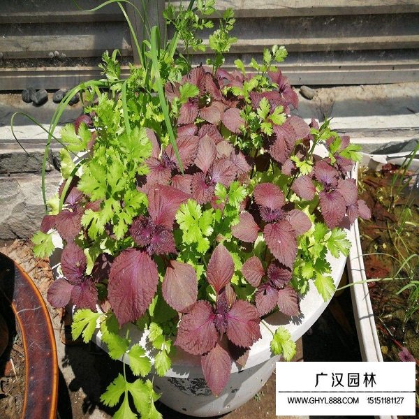 紫蘇種子(圖3)