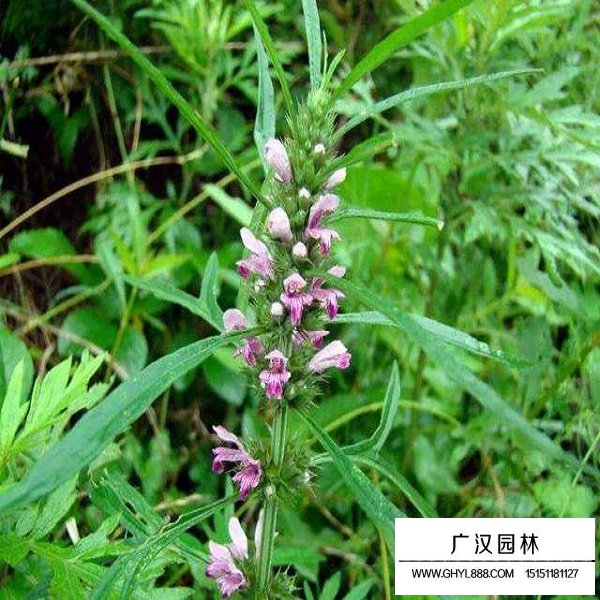 益母草種子(圖4)