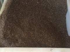益母草種子