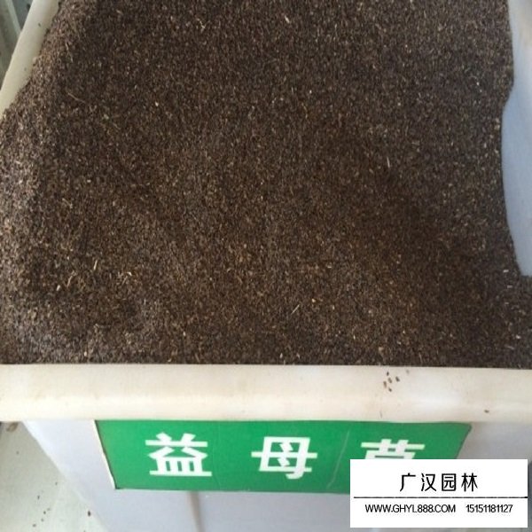 益母草種子(圖1)