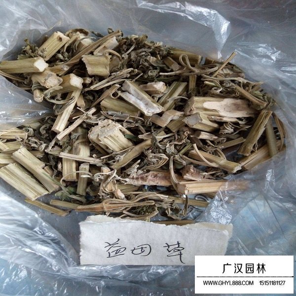 益母草種子(圖2)