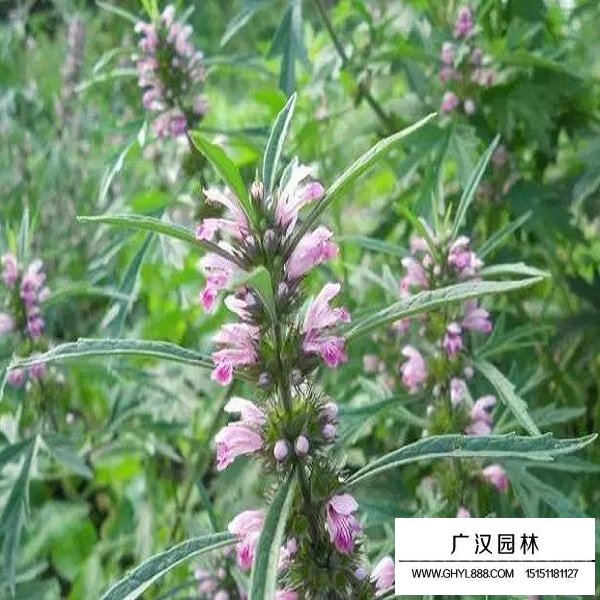益母草種子(圖3)