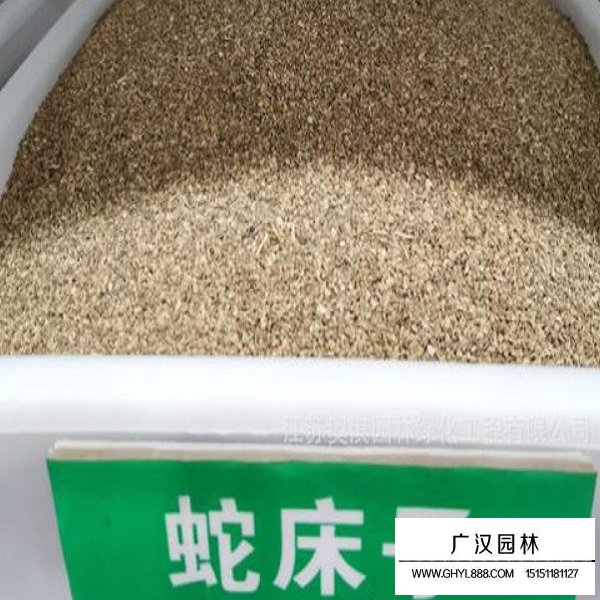 蛇床子種子(圖2)
