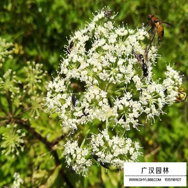 蛇床子種子(圖3)