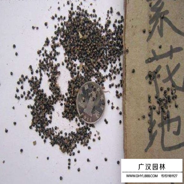 紫花地丁的功能(圖1)