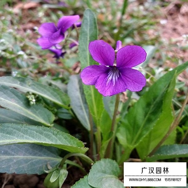 紫花地丁的功能(圖3)