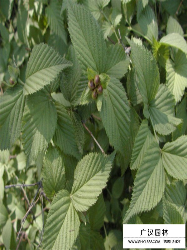 棣棠的種植技術(圖4)