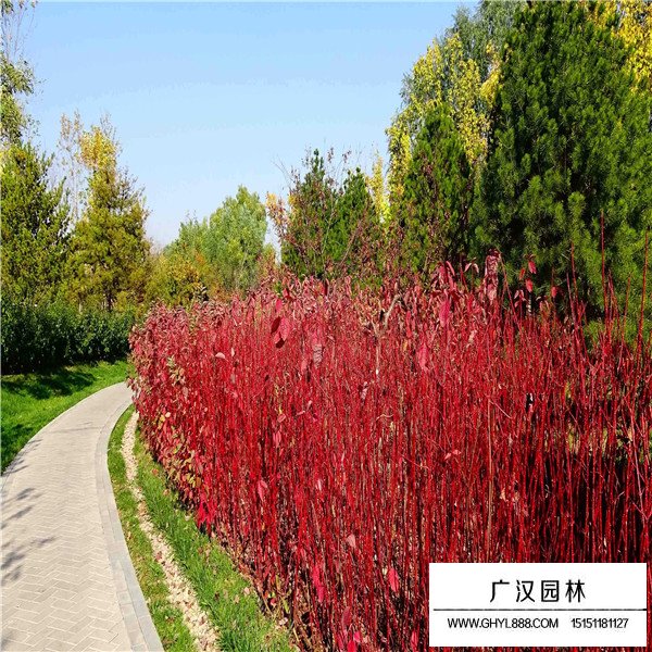 紅端木(圖4)