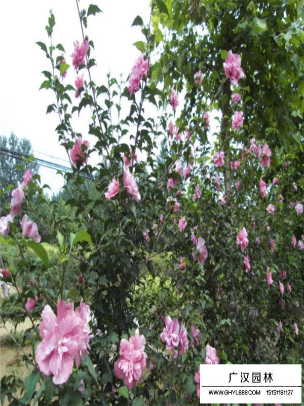 木槿簡介(圖1)