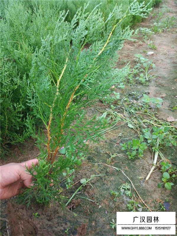 側柏的種植技術(圖1)