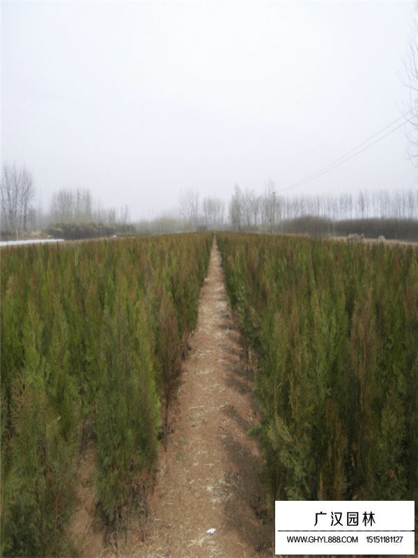 側柏的種植技術(圖3)