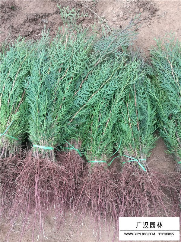 側柏的種植技術(圖4)