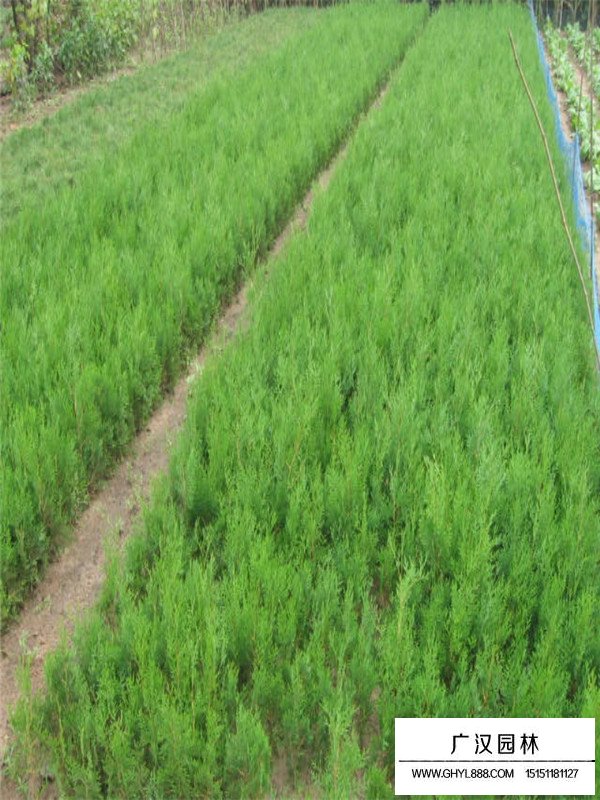 刺柏的種植技術(圖1)