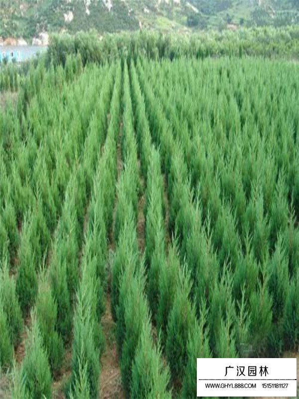 刺柏的種植技術(圖3)