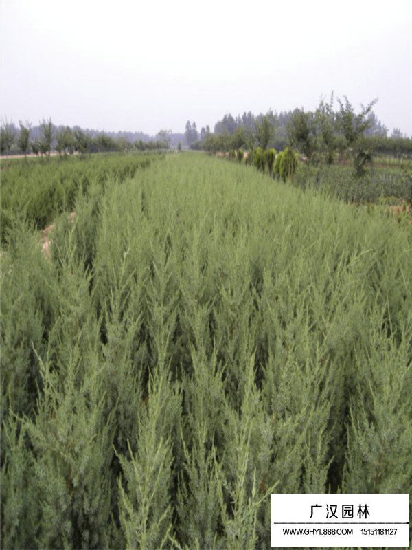 刺柏的種植技術(圖4)
