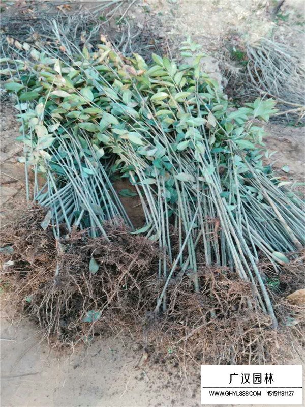 大葉女貞的種植技術(圖4)