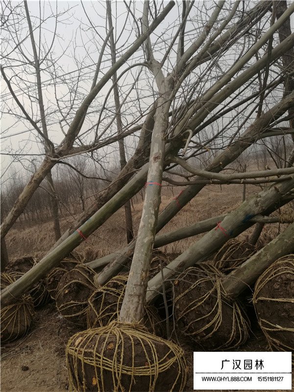 法桐的種植技術(圖1)