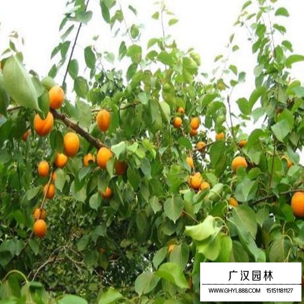 杏核種子(圖4)