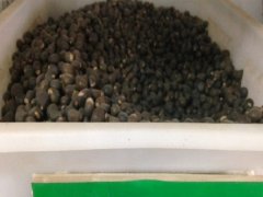 文冠果種子
