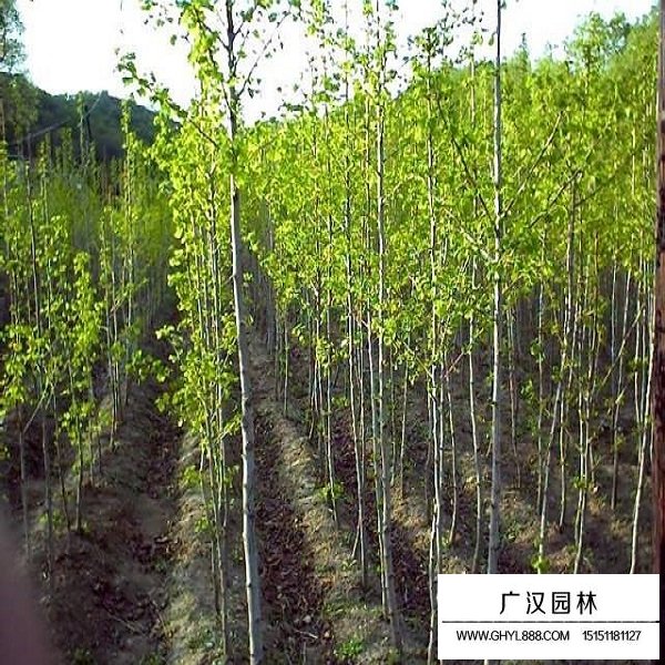 銀杏種子(圖4)