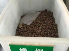 橡樹種子