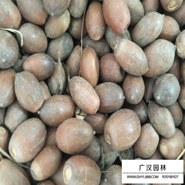 橡樹種子(圖2)