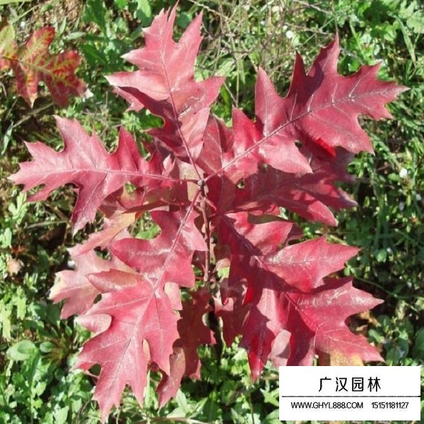 橡樹種子(圖3)