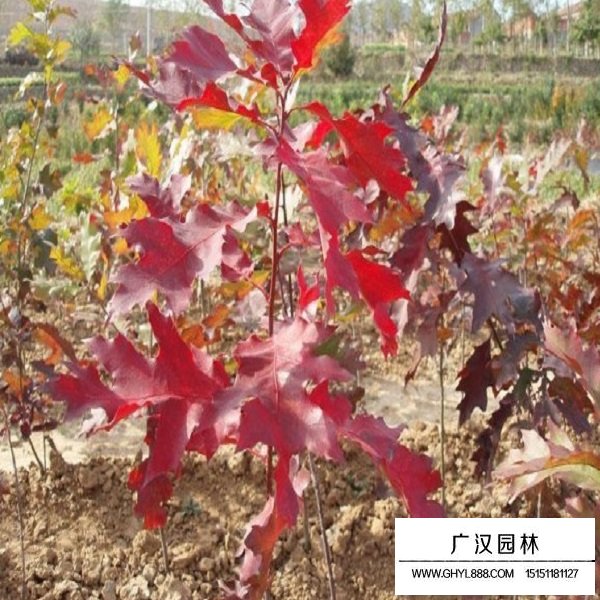 橡樹種子(圖4)