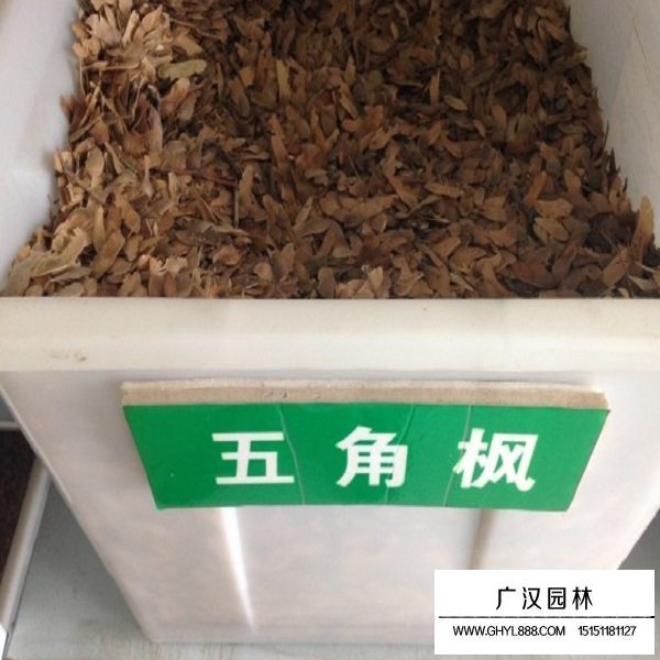 五角楓的種子(圖1)