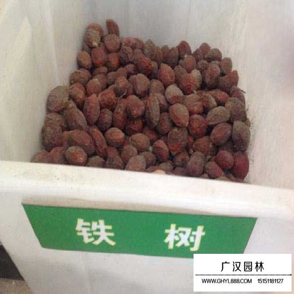 鐵樹種子(圖1)