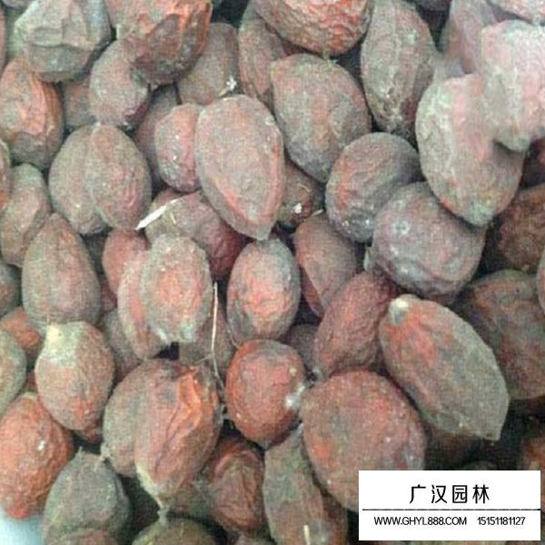 鐵樹種子(圖2)