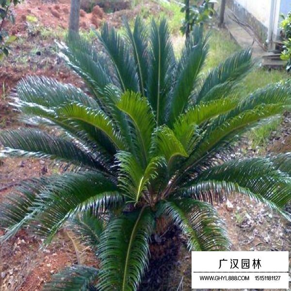 鐵樹種子(圖3)