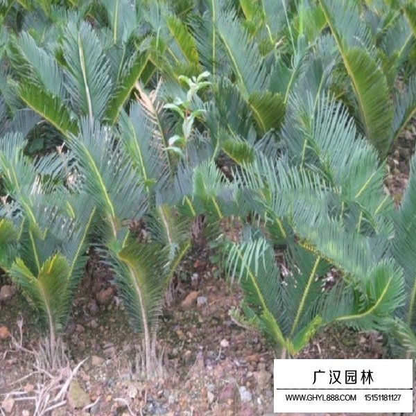 鐵樹種子(圖4)