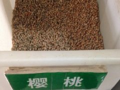 櫻桃種子
