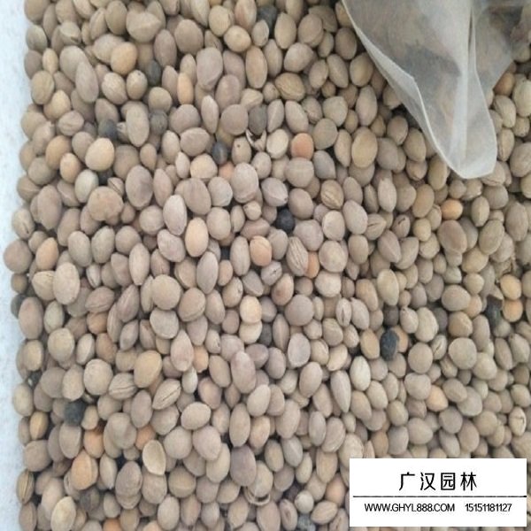 櫻桃種子(圖2)