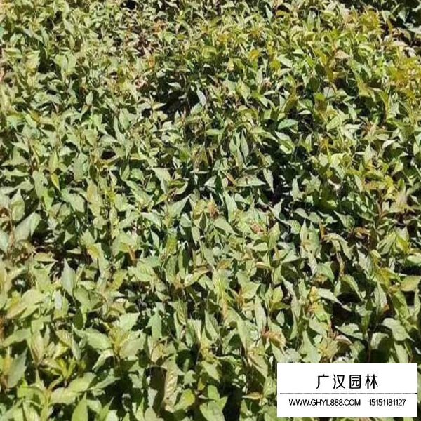 櫻桃種子(圖3)