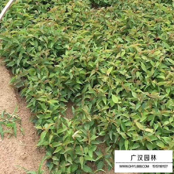 櫻桃種子(圖4)