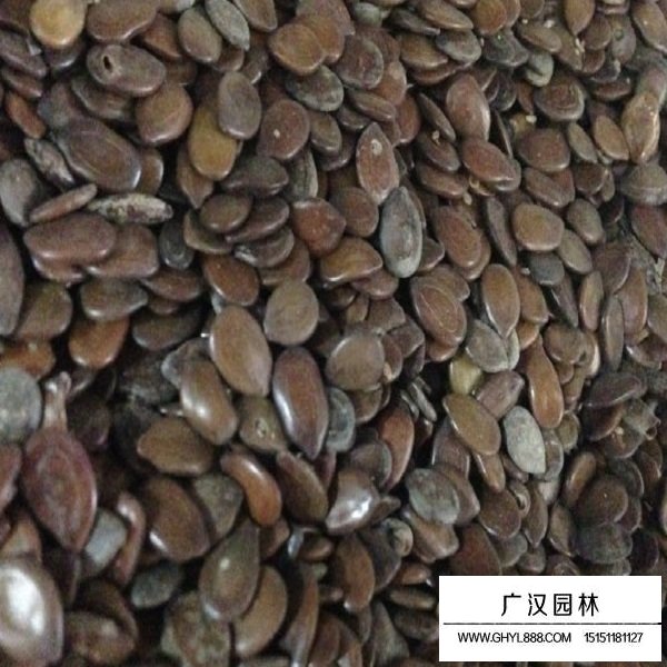 銀合歡種子(圖2)