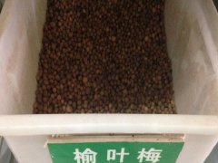 榆葉梅種子