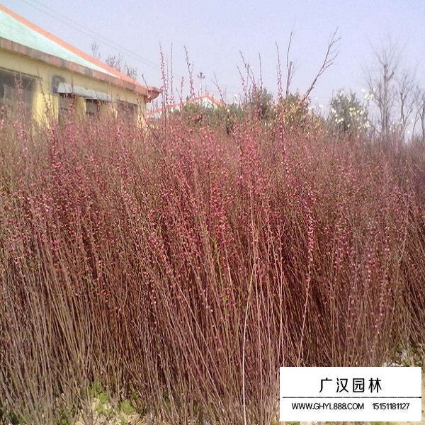 榆葉梅種子(圖3)