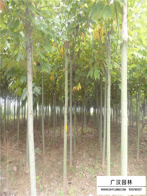 青桐的介紹(圖4)