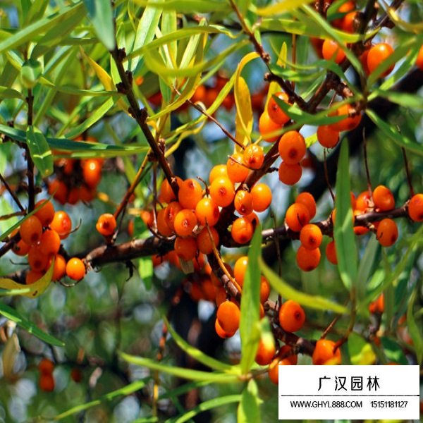 小果沙棘種子(圖3)